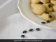 مورچه درمان خانگی