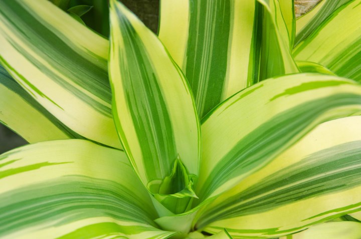 DRACAENA MASSANGEANA