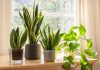 ده مورد از بهترین گیاهان آپارتمانی