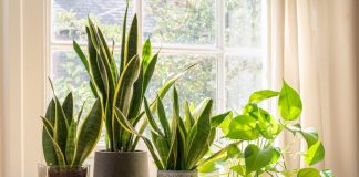 ده مورد از بهترین گیاهان آپارتمانی