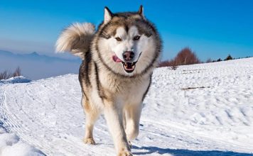 خطرناک ترین نژاد سگ در جهان خطرناک ترین نژاد سگ در جهان