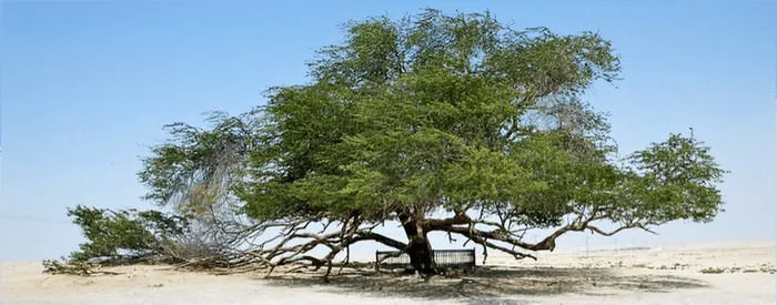 درخت زندگی (پیدا شده در بحرین)