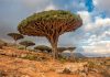 عجیب ترین درخت های جهان را بهتر بشناسیم