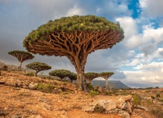عجیب ترین درخت های جهان را بهتر بشناسیم