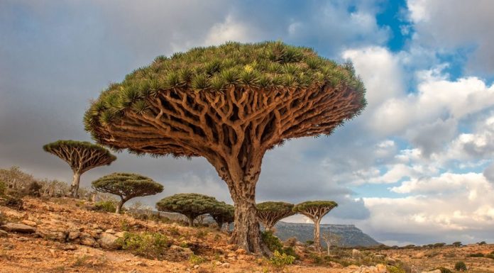 عجیب ترین درخت های جهان را بهتر بشناسیم