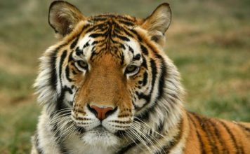 حیوانات در حال انقراض را بهتر بشناسیم