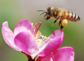 حقایقی در مورد زنبورهای عسل
