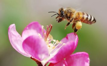 حقایقی در مورد زنبورهای عسل